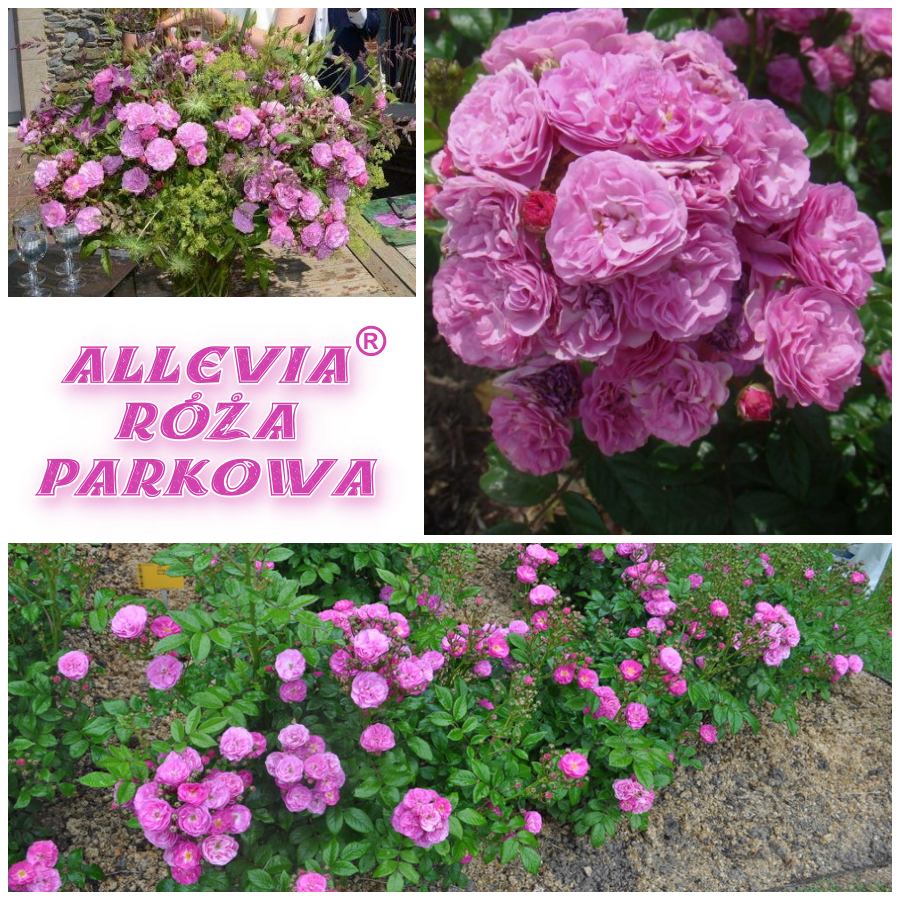 Allevia róże parkowe